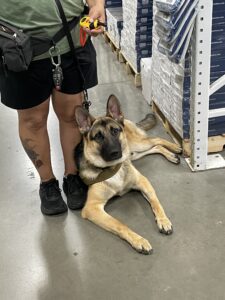 German Shepherd lying on the floor next to a person's legs indoors.