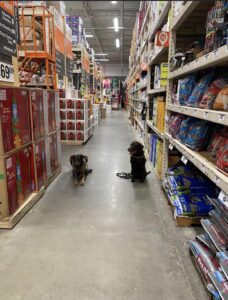 Two dogs sitting in a grocery store aisle among shelves of products.