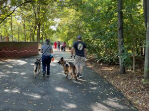 People walking dogs on a tree-lined path in a park.