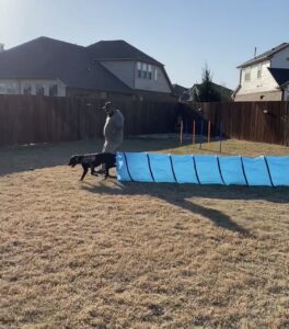 Dog jumping over an agility hurdle in a backyard.