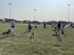 People with dogs gathering on a grassy field under clear skies.